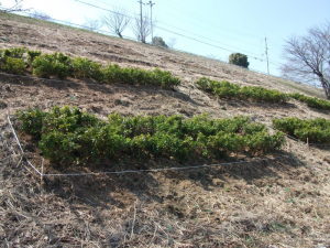 平成25年度植栽作業（植栽風景その2）