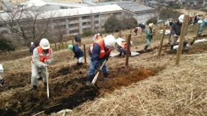 平成26年度植栽作業の様子の画像1