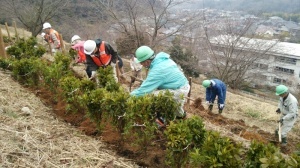 平成26年度植栽作業の様子の画像2