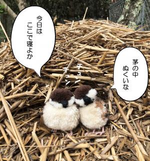 茅のくず