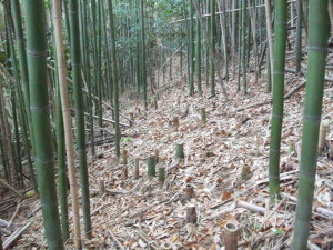 平成26年度整備後の様子の画像2