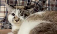 保護猫譲渡会