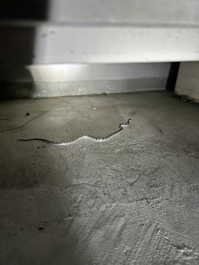 幻のヘビ、シロマダラ