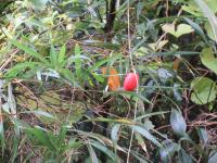 2025おでわく天見遊歩道7