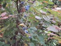 2025おでわく天見遊歩道8