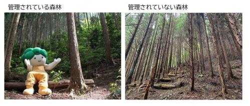 管理されている森林と、管理されていない森林