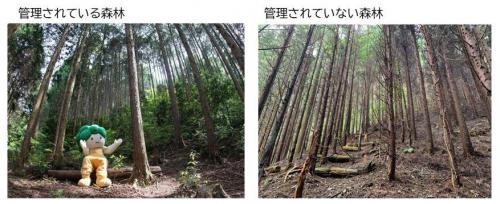管理されている森林と、管理されていない森林