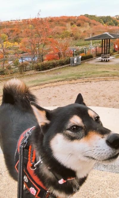 行楽地に行かずとも！