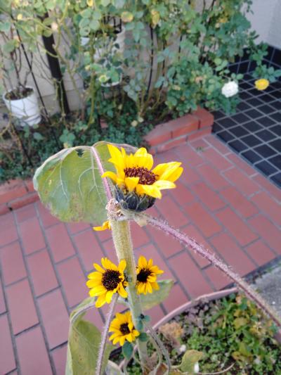 ワキからひまわり