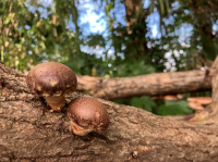 シイタケ収穫体験