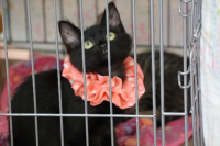 保護猫譲渡会