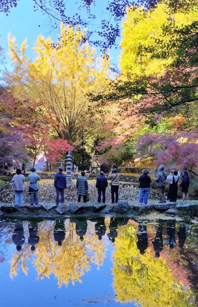 上も下も紅葉!!