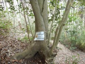 すぎこだちの道　倒木注意看板