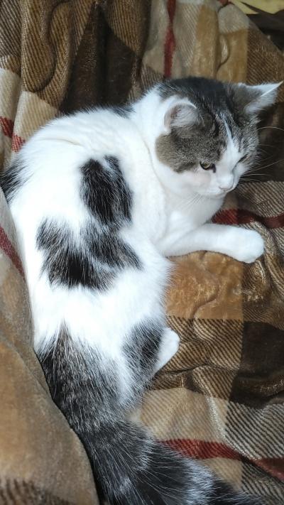 こたつ大好き♡