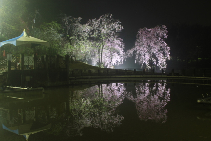 夜桜のライトアップの画像