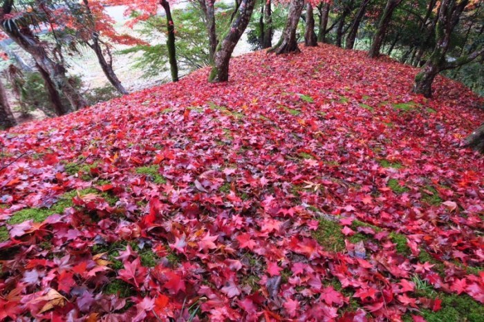 紅葉の画像