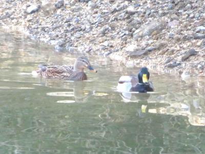 二匹のカモが泳いでいる様子