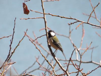 木に留まる野鳥の様子