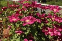 クレマチス講習会５月（2）