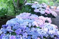 アジサイの小川