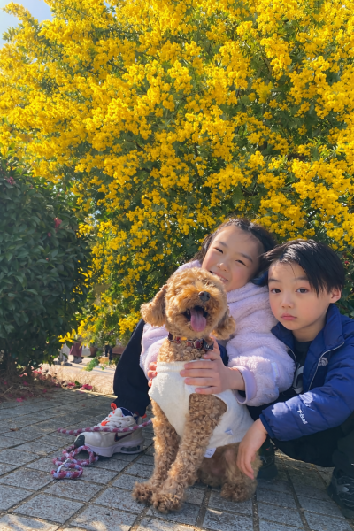 寺が池公園のミモザ