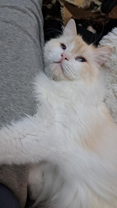 甘えた王ちゃん