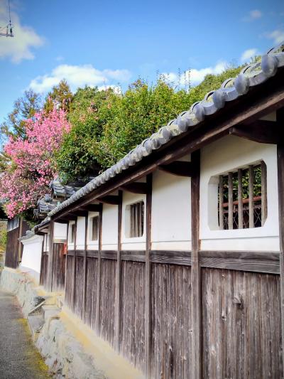 白壁の向こうに春一番💕