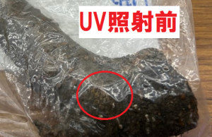 クビアカツヤカミキリの卵 UV照射前