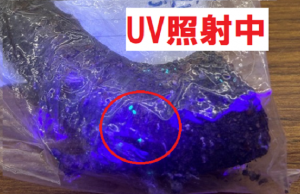 クビアカツヤカミキリの卵 UV照射中