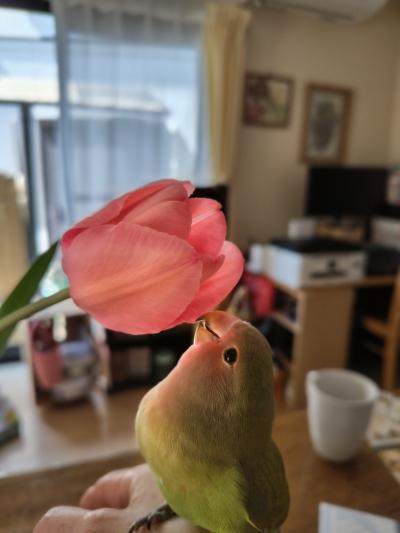 チューリップ🌷と小桜インコ