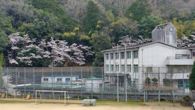 サクラ