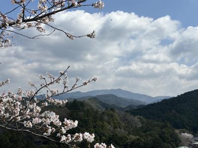 桜の向こうに金剛山