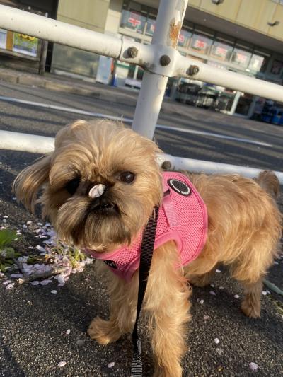 はじめてのサクラ