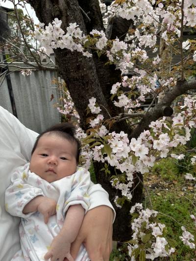 初めての桜