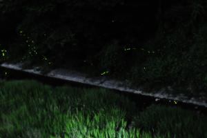 「ホタルを観察しよう！」講座の様子