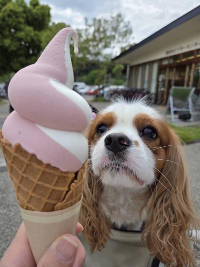 暑ーい。食べたいなぁ…。