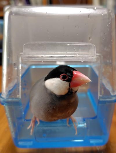 初夏、水浴びスッキリ