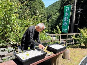 行者湧水でワサビを植えている様子