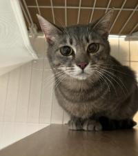 「保護猫譲渡会」