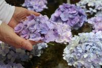 「アジサイの花浮かべ」 