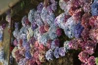 「アジサイの花浮かべ」 