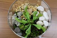 「食虫植物寄せ植え」