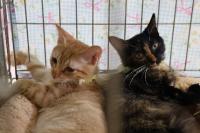 「保護猫譲渡会」