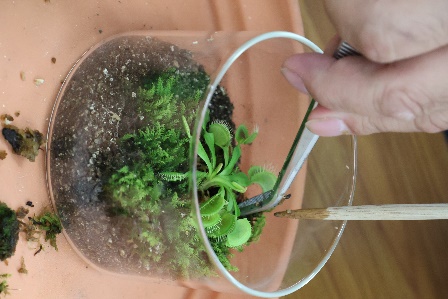 「食虫植物寄せ植え」
