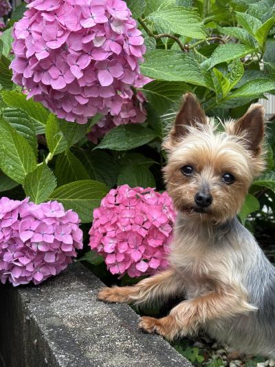 大輪の紫陽花と