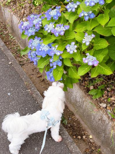 綺麗な紫陽花見つけたよ