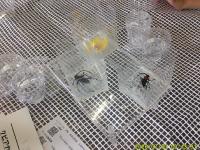 特定外来生物