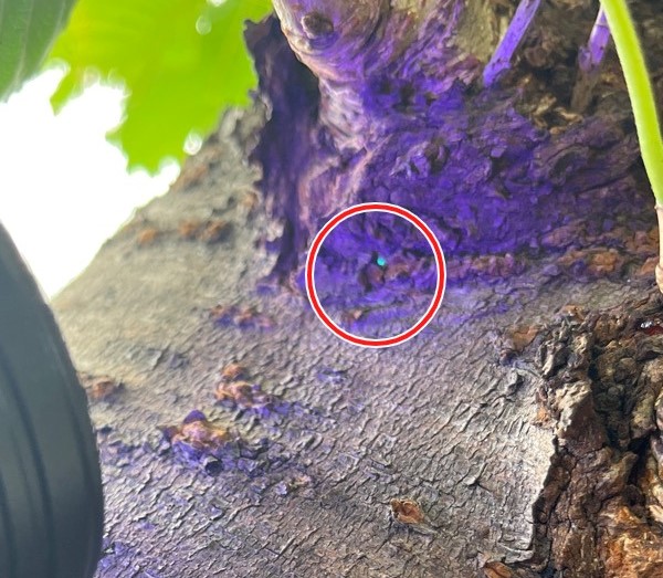 クビアカツヤカミキリの卵　UV照射1