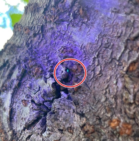 クビアカツヤカミキリの卵　UV照射2