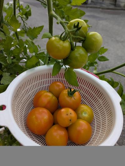 今日の朝採れトマト…ん？